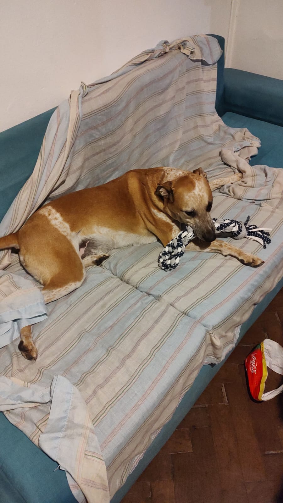 Perro relajado con su juguete mientras lo cuidamos en casa