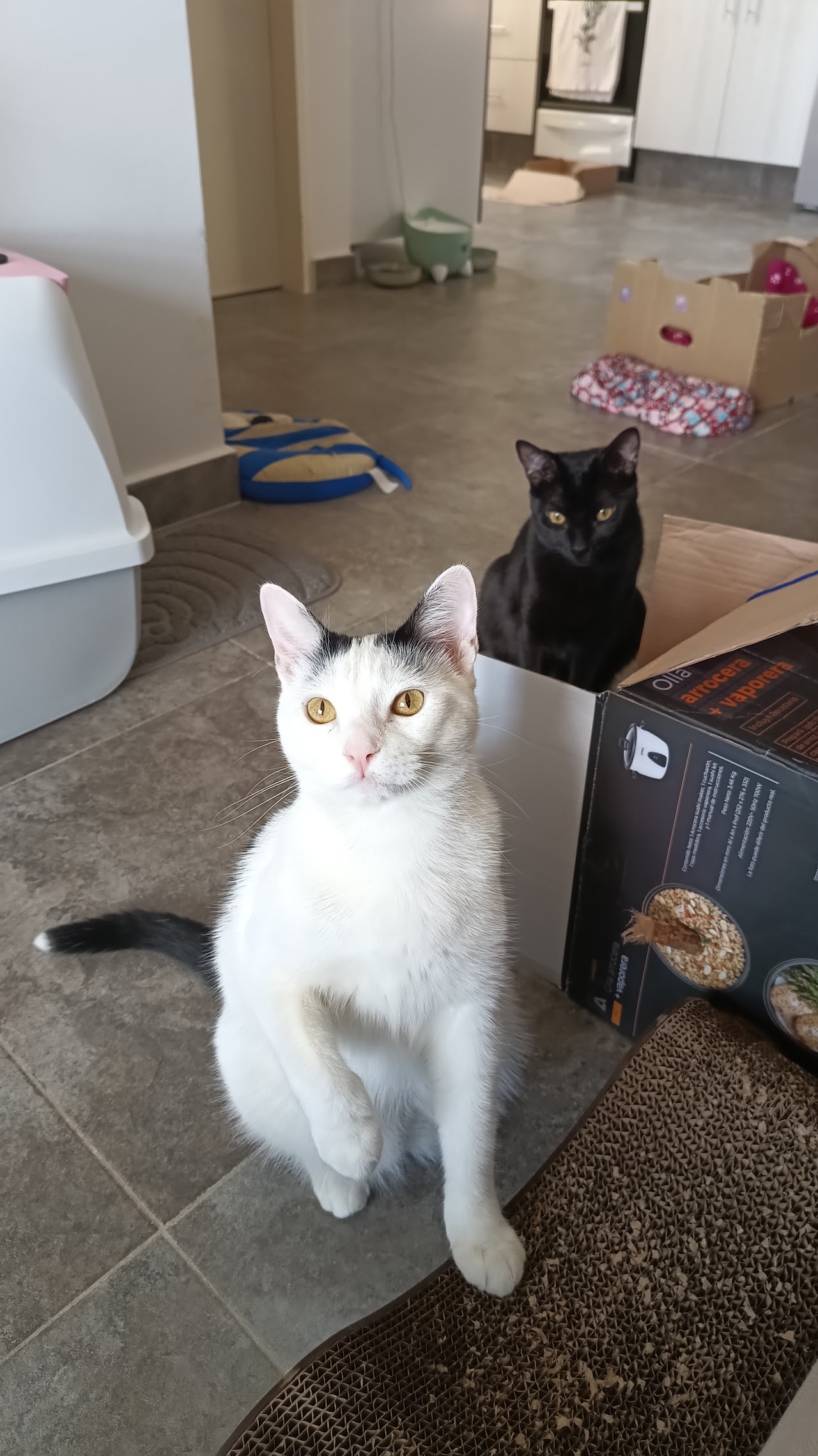 Gatos acompañados durante el cuidado en el hogar