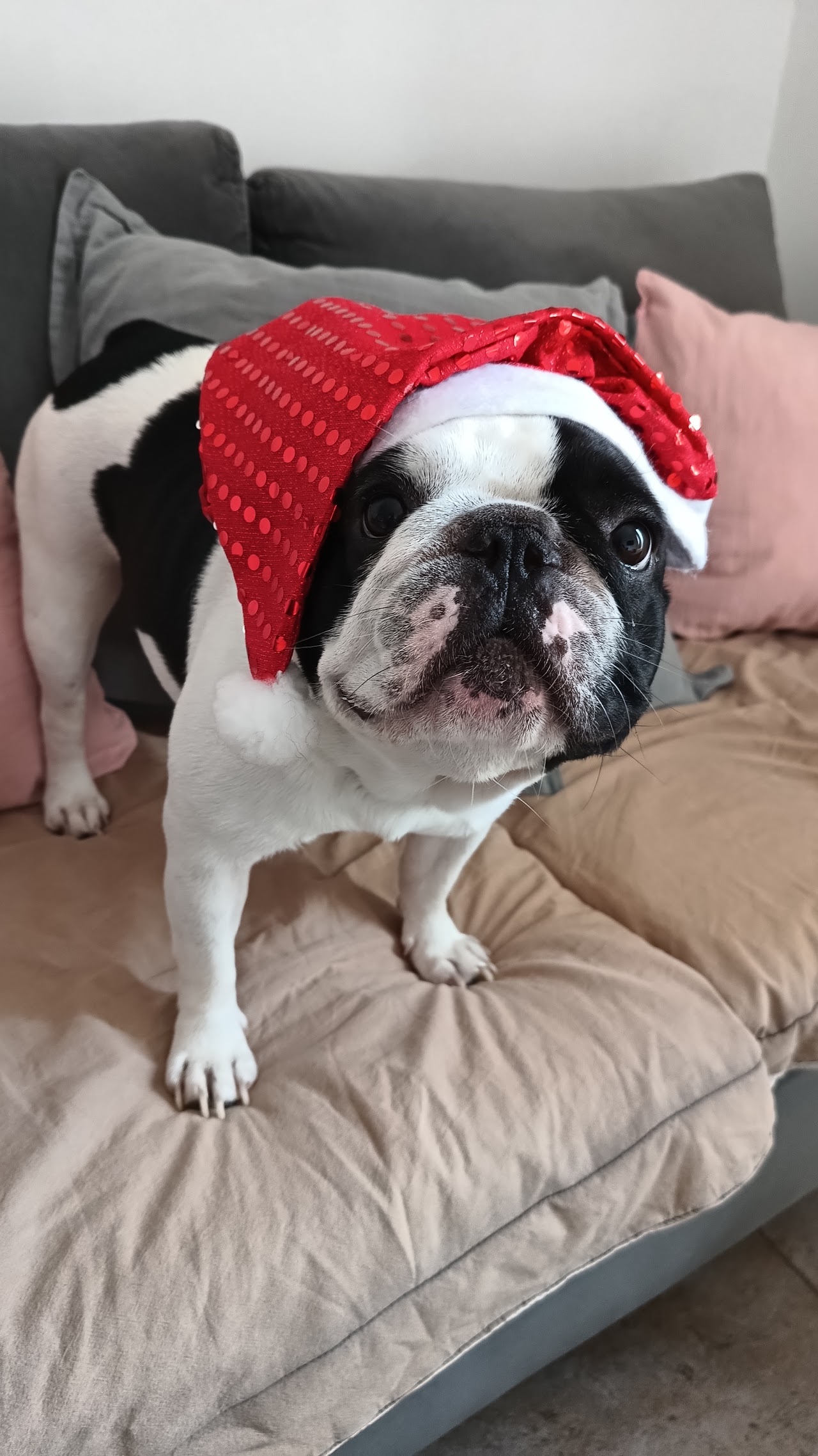 Perro disfrutando su visita con mucho cariño
